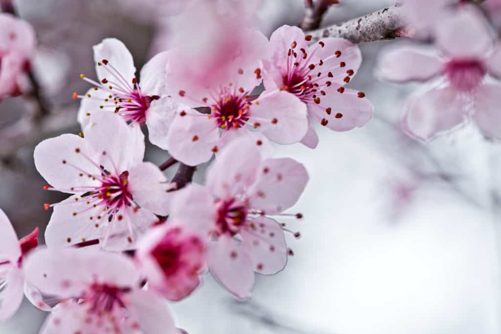 spring blossoms