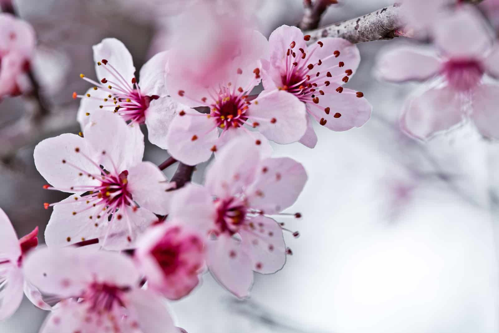 spring blossoms